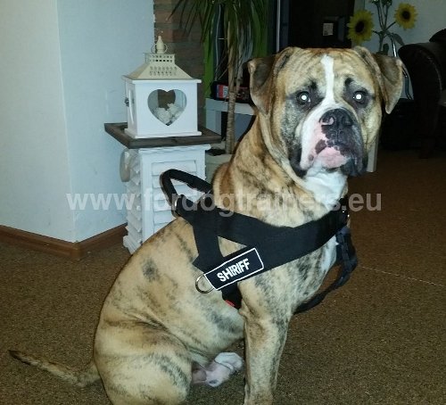 Harnais confort pour Bouledogue américain