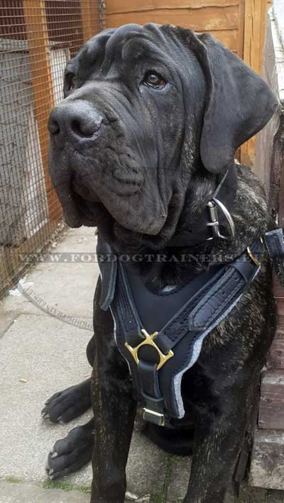 Dressage cane corso au mordant collier et harnais