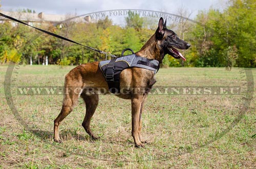 Harnais en nylon impermable pour Malinois H13