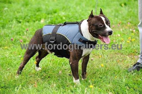 Winter
coat harness for Pit Bull