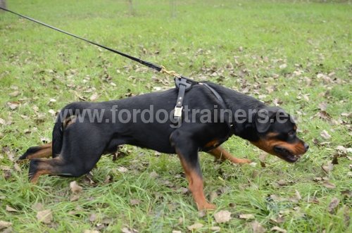 Harnais, laisse pour ducation du Rottweiler