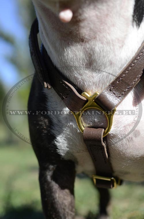Perfect Bull Terrier Harness