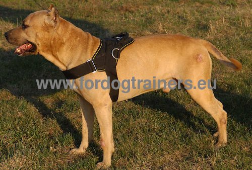 Custom Dog Harness for Staffy