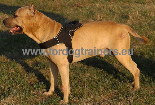 Harnais pour Amstaff Toutes les Activits