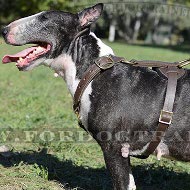 Harnais lger pour Bull Terrier | Harnais Cuir&Laiton➤