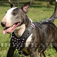 Spiked leather dog harnesses for Bull Terrier
