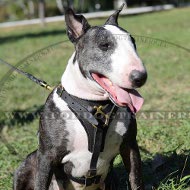 Pasear al perro H3 arns de cuero [H3###1057 Pettorina in pelle naturale per Bull Terrier]