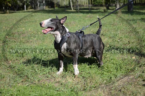 Harnais parfaitement rglable pour Bull Terrier