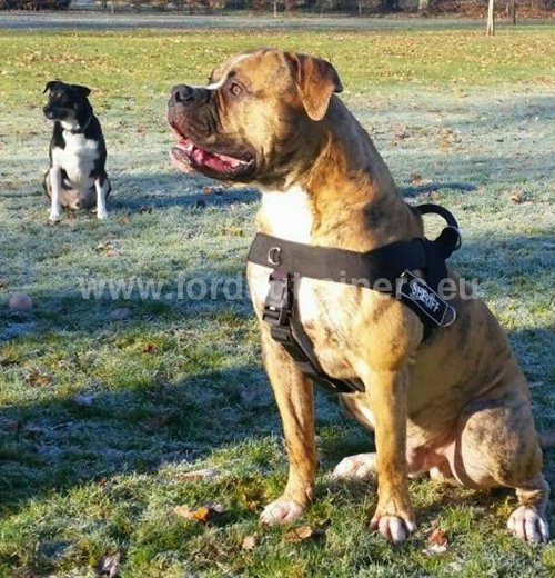 Harnais adapté aux Bouledogues américains