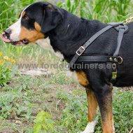 Pulling Dog Harness | Padded Leather Harness 2023! [H5###1057 Pettorina da traino e sport per Maggiore Swiss Mountain Dog]