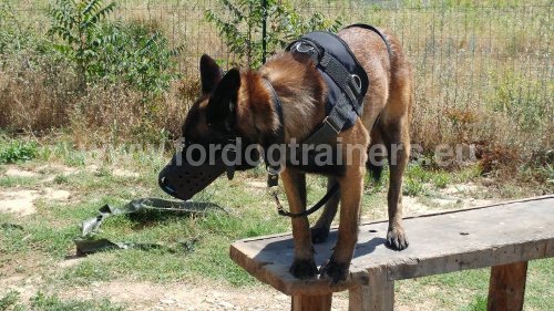 Harnais en nylon de qualité pour Malinois