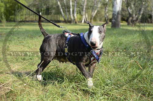 Harnais classe pour Bull Terrier