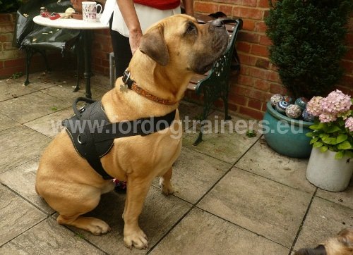 Harnais multifonctionnel pour
Boerboel Harnais pour Boerboel résistant à l'usure