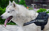 Harness with Reflective Strap for Husky and Akita ➤ [H6P##1057 Pettorina da lavoro in nylon per Husky]