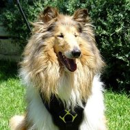 Harnais luxe pour Collie | Harnais exclusif pour Collie✔