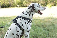 Dalmatian Leder Geschirr mit Schmuck