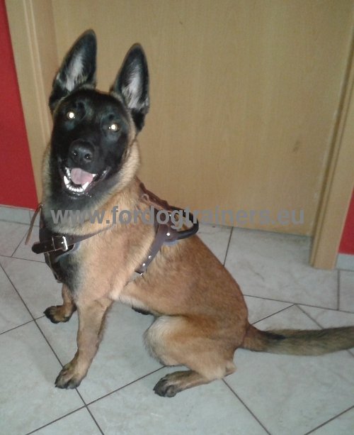 Harnais ergonomique pour Malinois