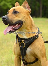 Such- / Lauf-Hundegeschirr aus Leder fr Amerikanischer Pitbull