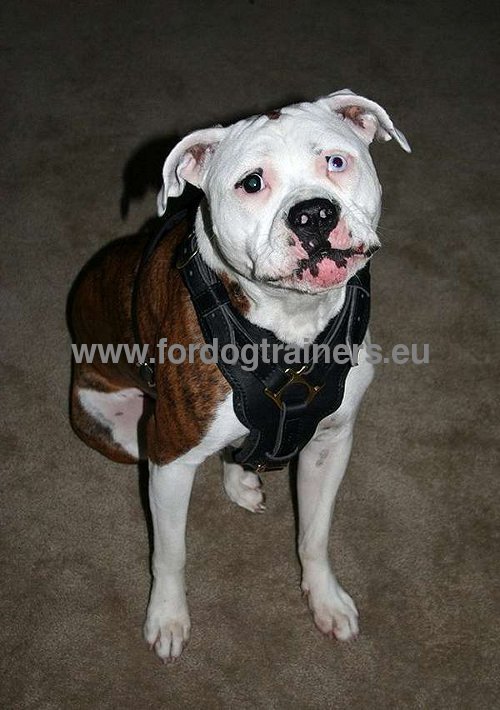 High-quality leather dog harness for large breed Pitbull