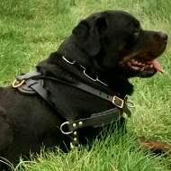 Rottweiler Opsporing Tuig Gemakkelijk Trekken en Wandelen