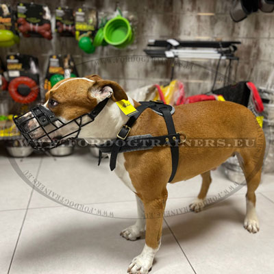 Muselire de promenades Amstaff