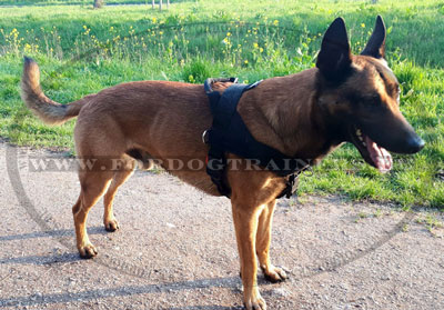 Harnais de travail avec poigne pour chien pour Malinois