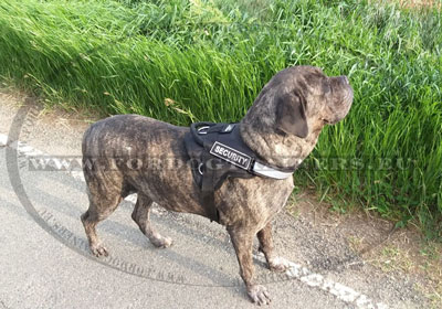 Harnais pour chien de garde avec velcro