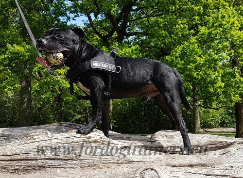 Harnais chien haut de gamme avec inscription