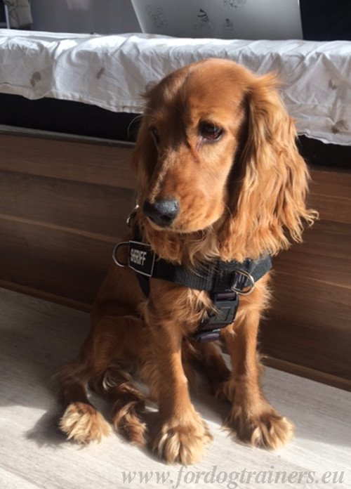 Harnais pour Spaniel RÃ©sistant Ã  l'Eau