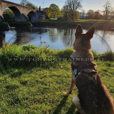 Harnais pour chien rsistant  l'eau  chaud en nylon