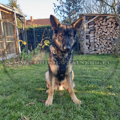 Harnais chiot berger allemand avec rembourrage