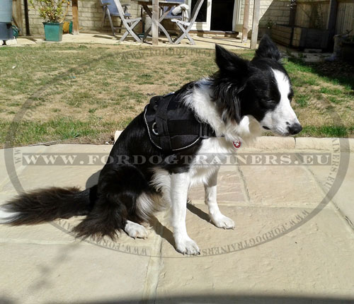 Harnais marche pour chien border collie