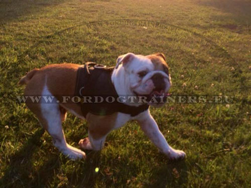 Harnais en nylon pour dressage rgulier de Bulldog