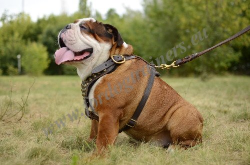 Harnais cuir dcor manuellement pour chien