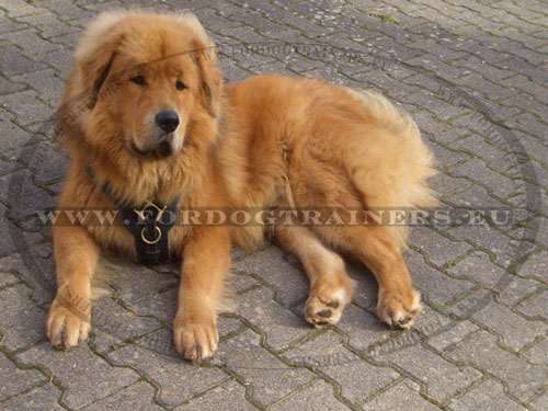 Harnais fabriquÃ© pour le travail de chiens
