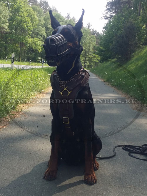 Harnais pour dobermann en cuir