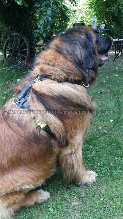 harnais gros chien en cuir pour leonberger