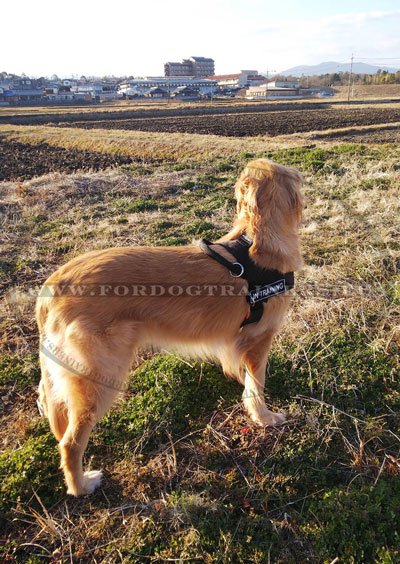 Harnais pour chien de chasse rsistant  l'eau