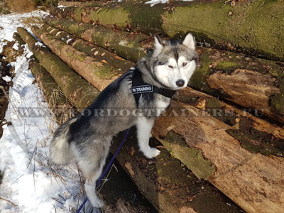 Harnais en nylon pour grand chien Malamute