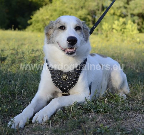 Collier, laisse et harnais pour chien : comment choisir