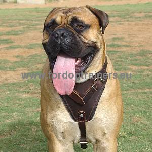Solid padded leather harness for Bullmastiff