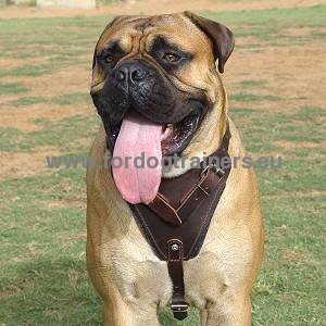 Harnais cuir solide doubl de feutre pour Bullmastiff