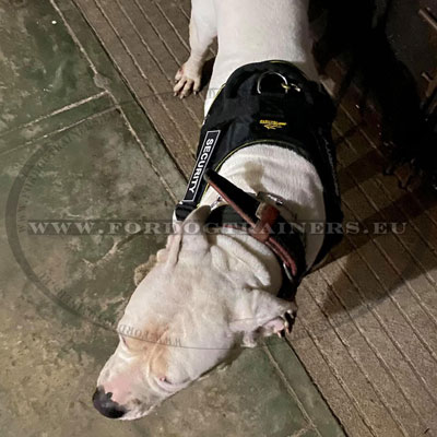 Harnais nylon fabriqué manuellement sur bulldog américain