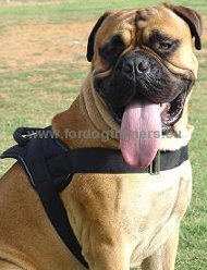 Nylon harness for various activities
withBullmastiff