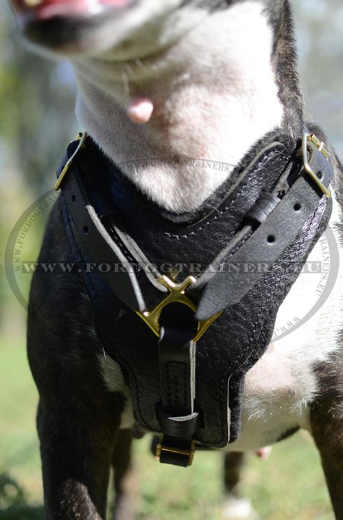 Padded Dog Harness