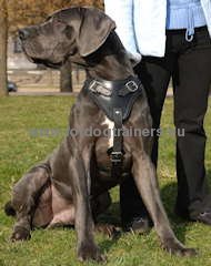 Dog training harness fitting for work and walks
with Great Dane