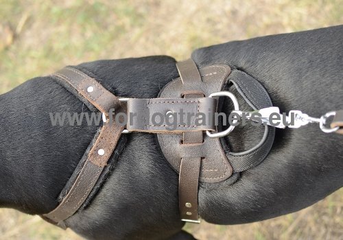 Harness for walking and training Pitbull
