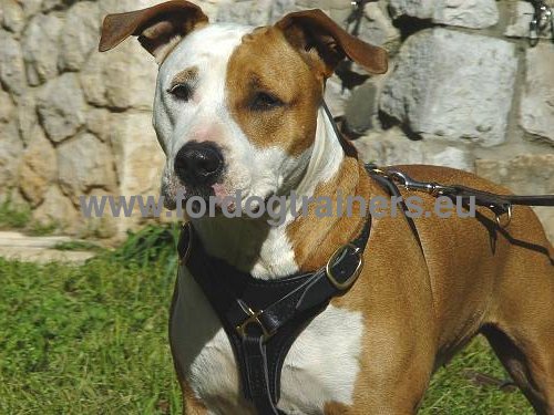 Harnais en cuir souple pour Amstaff