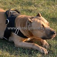 Allwetter-Hundegeschirr aus Nylon H6 fuer Amstaff