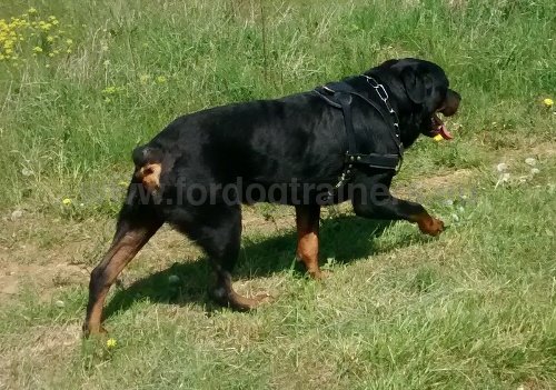 Harnais en cuir super bien rglable pour Rottweiler